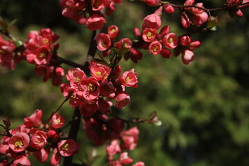 Fototapeta na wymiar blooms of Maule's quince in spring