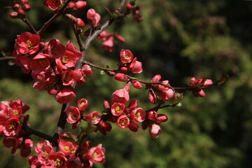  a branch of blooming Maule's quince in spring