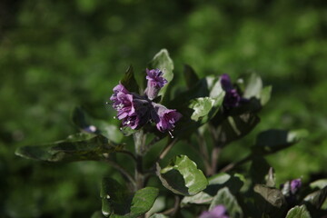 a close up of Scopolia carniolica plant with a green background 