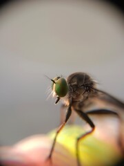 Closeup macro shot of am intricate robberfly
