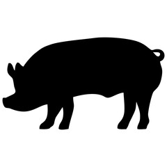 a pig looking for food