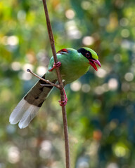 Common green magpie or Cissa chinensis observed in Latpanchar in West Bengal