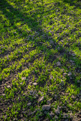 wheat sprouts from the ground in the sun.