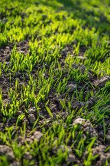 wheat sprouts from the ground in the sun.