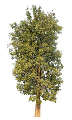 Fototapeta premium tree isolated on transparent background with clipping path, single tree with clipping path and alpha channel
