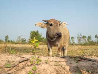 buffalo baby standing in field with nature background..