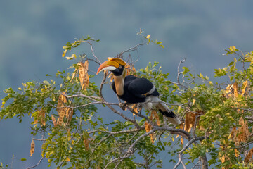 Great hornbill or Buceros bicornis observed in Rongtong in West Bengal, India