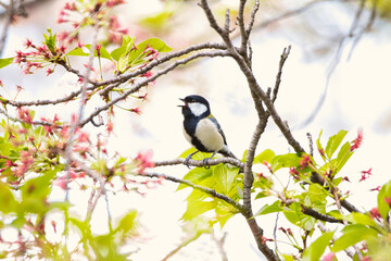 Japanese tit bird