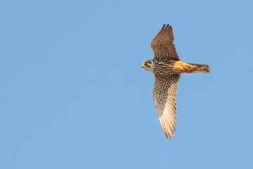 Eurasian hobby flying in the sky