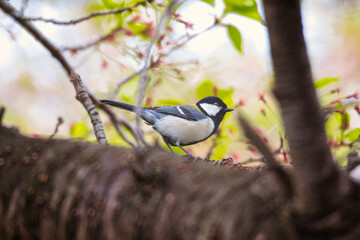 Japanese tit bird