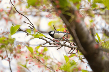 Japanese tit bird