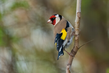 European goldfinch standing on a branch