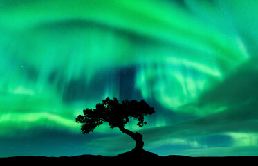 Northern lights over the alone tree at night. Aurora borealis and silhouette of beautiful tree on...