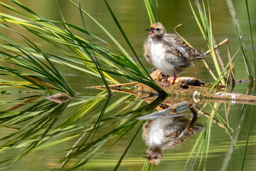 Whiskered tern baby standing near the water waiting her parents to bring food