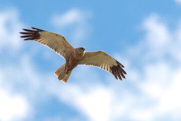 Western marsh harrier flying in the sky