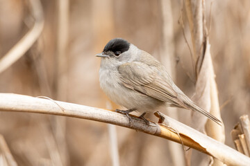 Eurasian blackcap standing on a reed branch