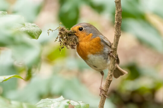 European robin collect nest material