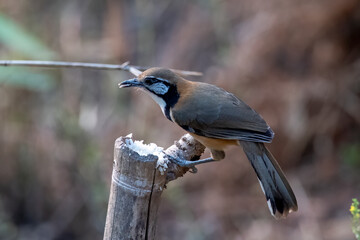 Greater necklaced laughingthrush or Pterorhinus pectoralis seen in Rongtong