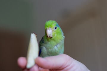 Pacific parakeet, Forpus domestica eats apple from a woman's hand