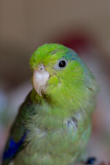 Pacific parakeet. Close-up of a house forpus on a woman's hand.