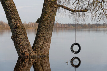 Spring flood of the river, willow or willow and old car tire on a metal chain