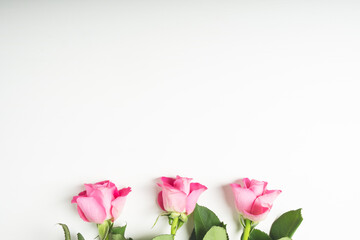 Fototapeta premium Fresh pink roses in full bloom on white background, flat lay. Blooming flowers with copy space for text, top view. Birthday or Mother's day card.