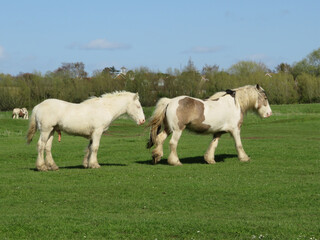 Obraz premium Horny Horses