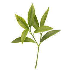 Fototapeta premium Fresh green leaves branch isolated on transparent background