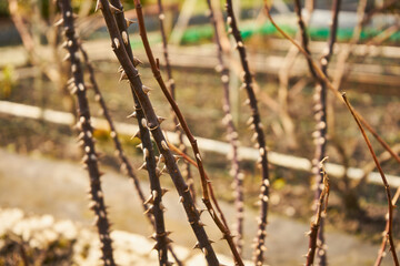 róża ,pędy  © Marcin Łazarczyk