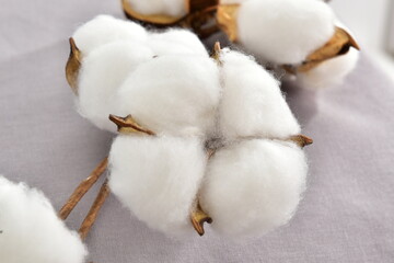 cotton buds on a white background