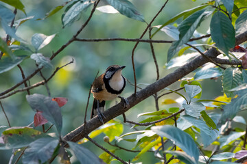 Greater necklaced laughingthrush or Pterorhinus pectoralis seen in Rongtong