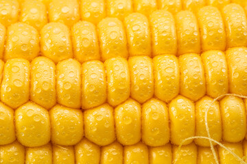 Maize seeds in corn cob covered with small water drops. Macro shot.