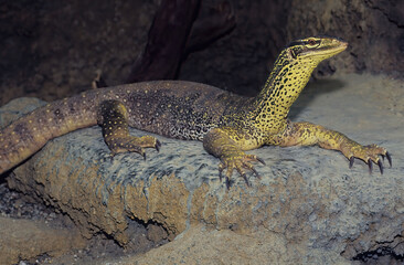 Sand goanna