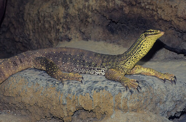 Sand goanna