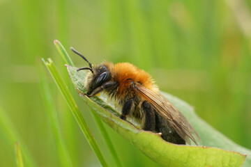 Soft closeup on a female Grey-patched miing bee, Andrena nitida, sitting on a green leaf