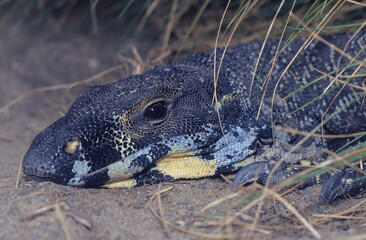 Lace monitor