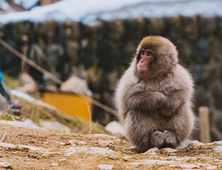 snow monkey in japan