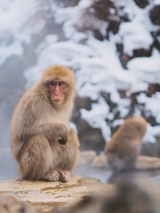 snow monkey in japan bathing