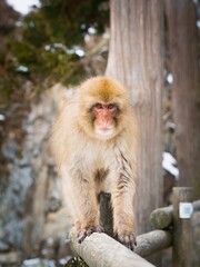 Fototapeta premium snow monkey in japan