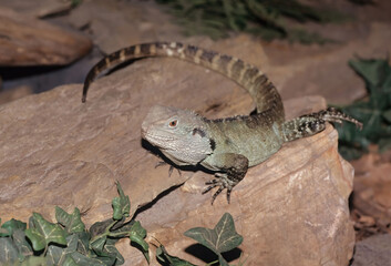 Australian water dragon....