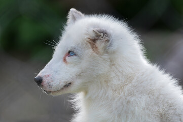 Renard blanc