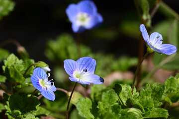 Veronica persica, a tiny blue flower in winter and spring time.