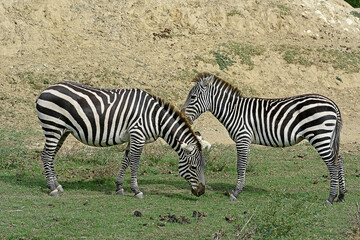 Fototapeta na wymiar two zebras on the loose close up