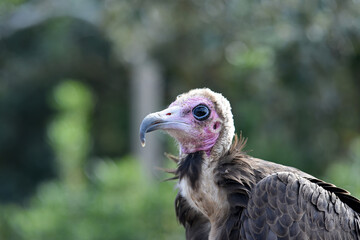 vulture in freedom close up