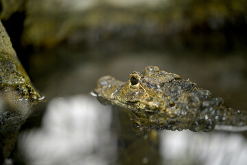 caiman crocodile eye close up