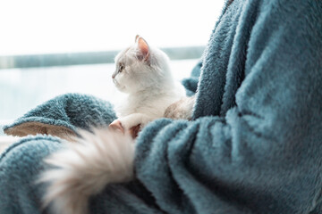 Lovely cat is staying in people's arm and looking at outside. 