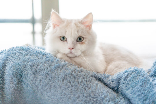 Little lovely cat is lying on people's legs.