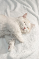 Fototapeta na wymiar Lovely munchkin cat is sleeping on the blanket.