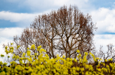 Bl&uuml;hender Spitzahorn im Fr&uuml;hling