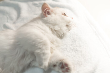 Lovely munchkin cat is sleeping on the blanket.